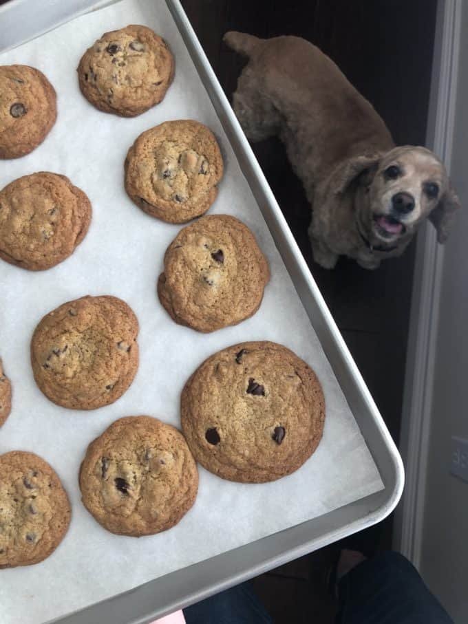 @sweetcharliedog with chocolate chip cookies