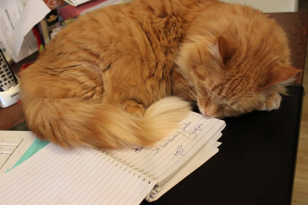 orange cat laying on desk