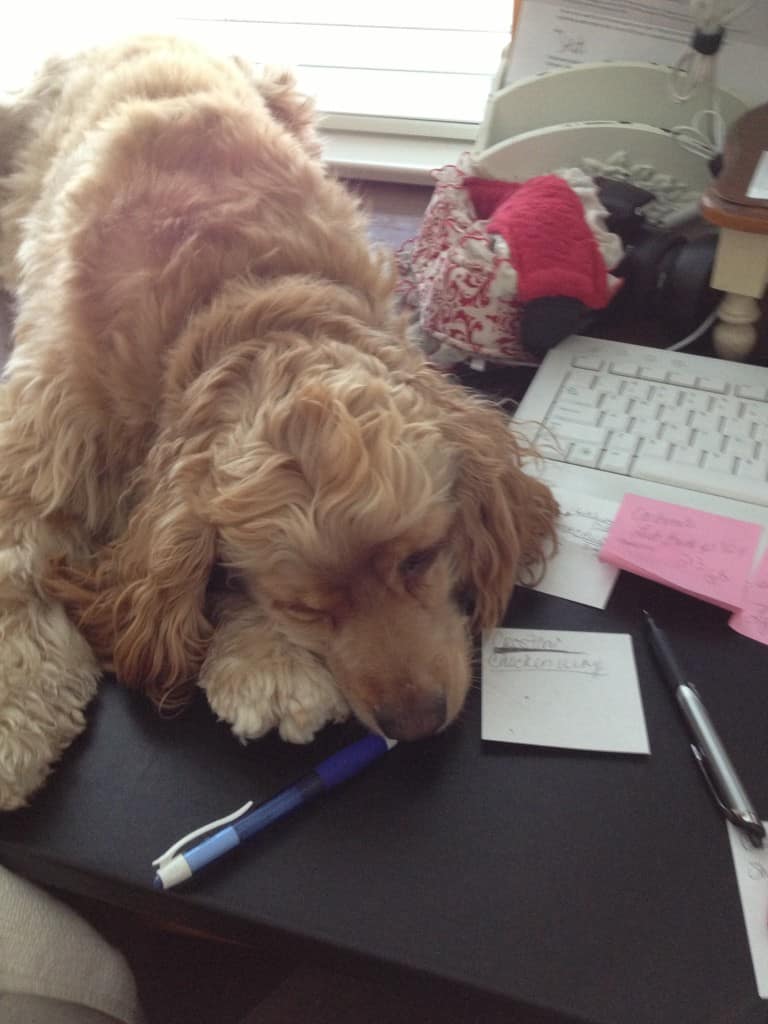 dog laying on desk