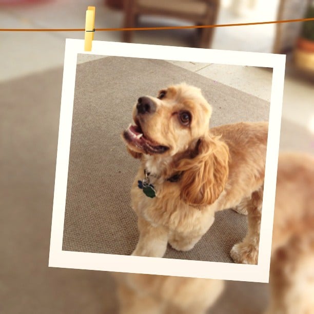 cute dog cocker spaniel