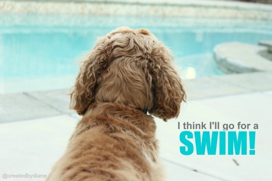dog pool water swim