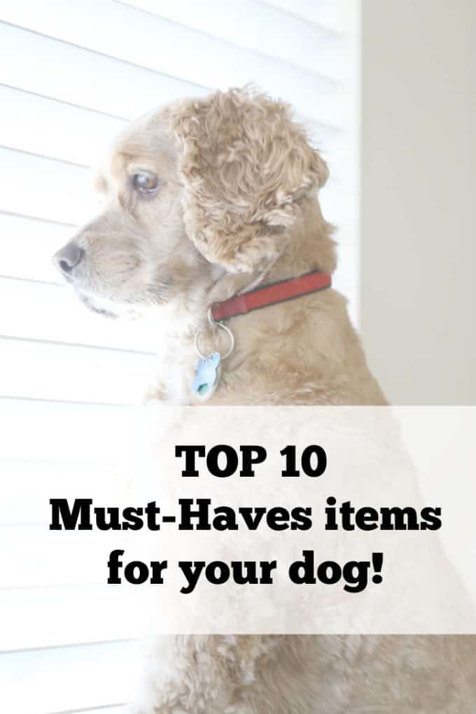 dog must have items