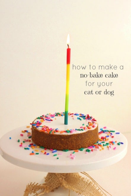 How to make a no-bake cake for you cat or dog