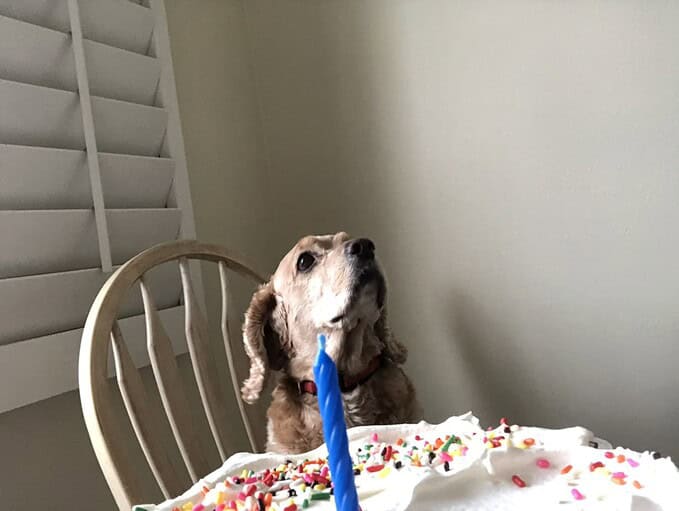 charlie in front of the human birthday cake, wishing it was his dog birthday cake, get my cat cake recipe, dog cake recipe, pet cake recipe and more at createdbydiane