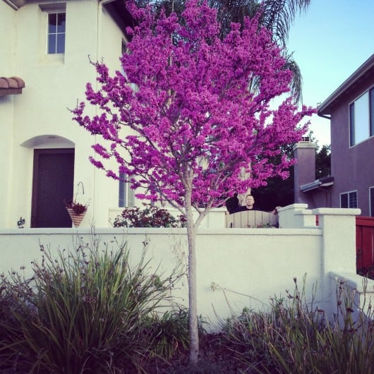 Avondale Red Bud Tree