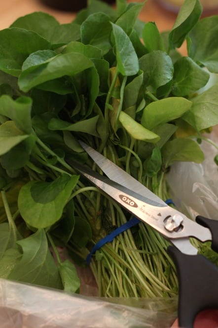 cutting watercress.jpg