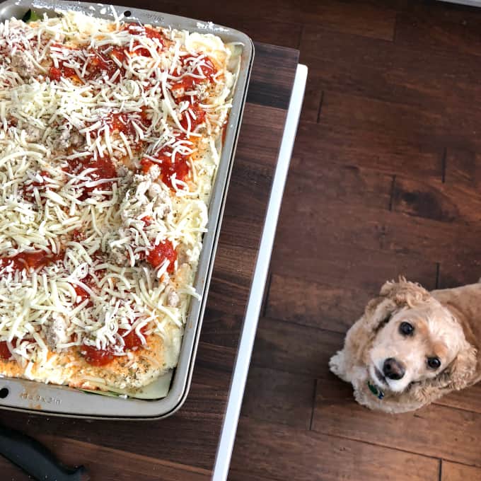 charlie likes lasagna, catch charlie on instagram @sweetcharliedog 