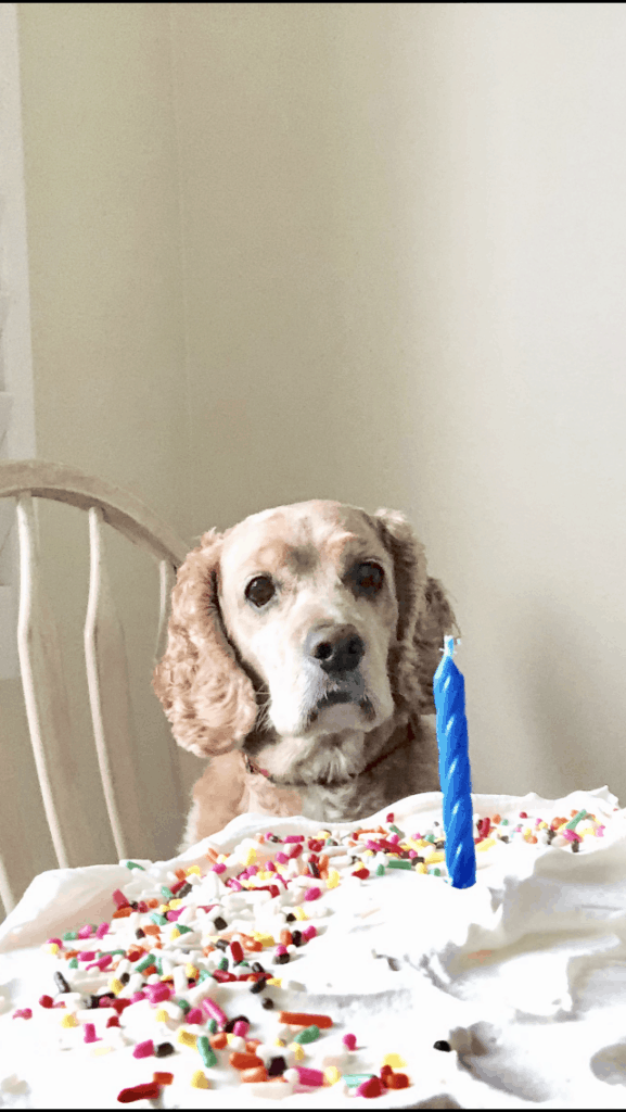 dog with birthday cake www.createdbydiane.com