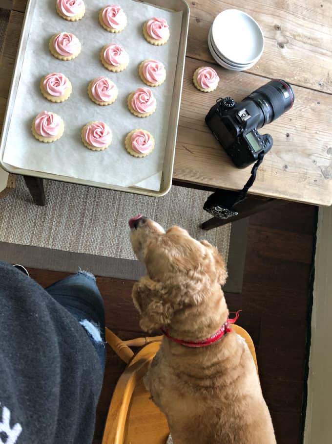 frosted sugar cookies pink frosting, cocker spaniel, www.createdbydiane.com