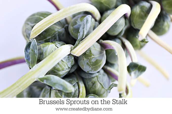 Brussels sprouts on the stalk