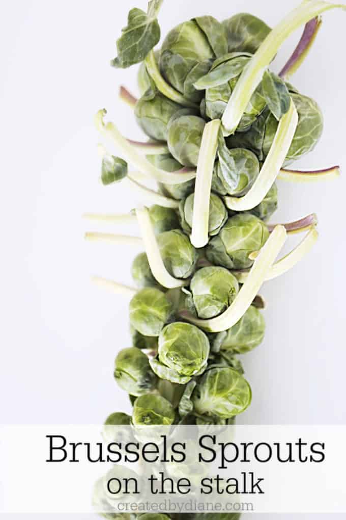 Brussels sprouts on the stalk createdbydiane.com