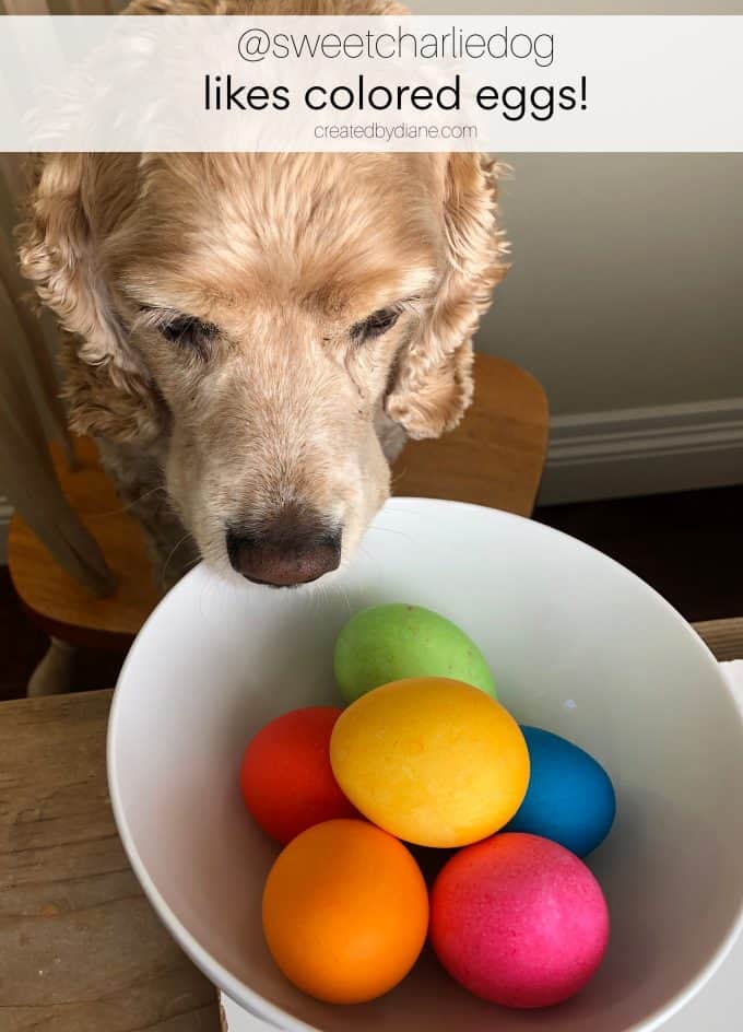 coloring eggs with @sweetcharliedog