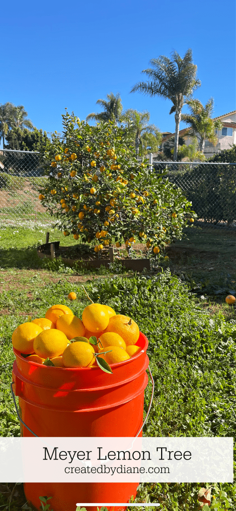 meyer lemon tree createdbydiane.com