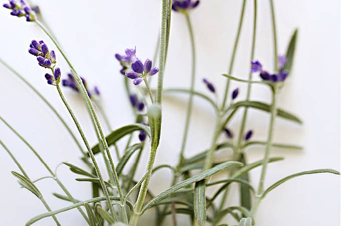 lavender recipes www.createdbydiane.com